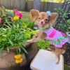 Watermelon Dog Dress.