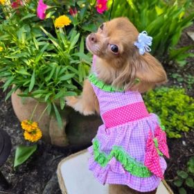 Watermelon Dog Dress. (size: large)